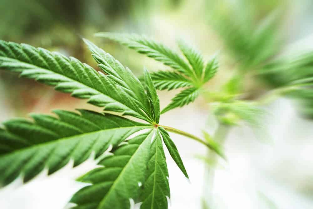 Cannabis-Plant