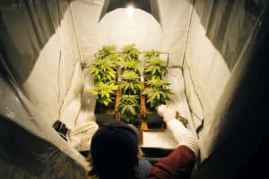 cultivation management services - commerical cannabis grow