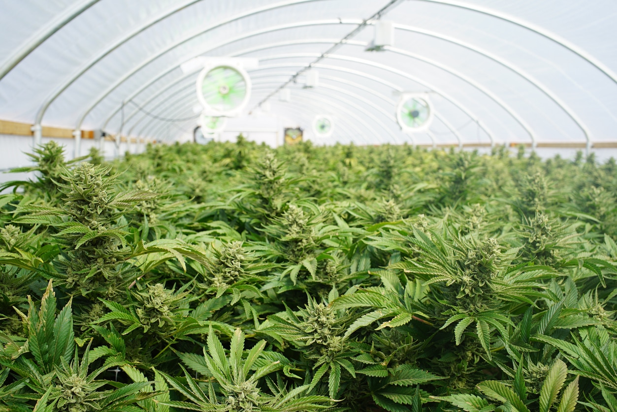commercial cannabis cultivation business